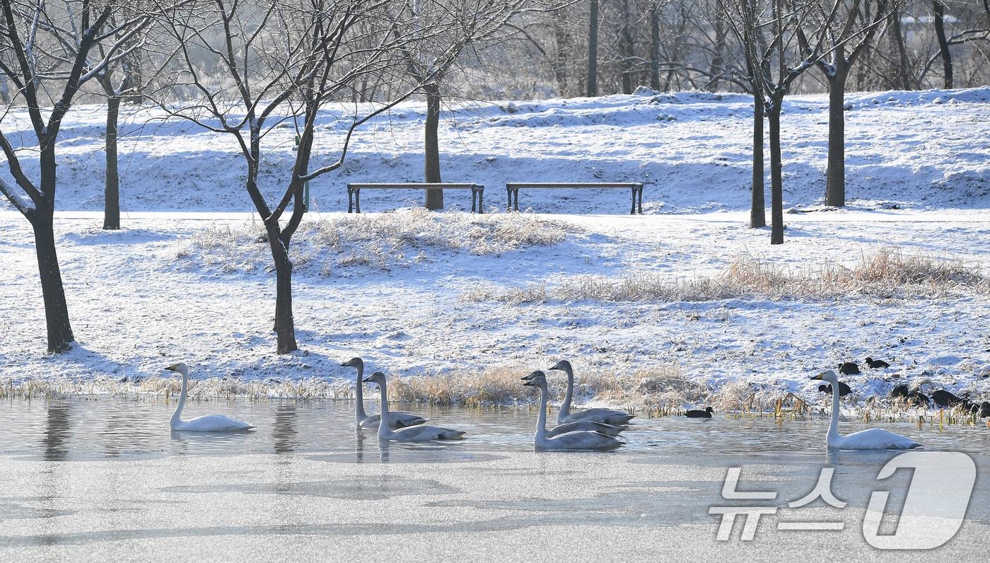 8일 오전 경남 거창군 남상면 거창창포원 호수가에서 겨울 철새인 큰고니 가족이 물 위를 거닐고 있다. (거창군 제공) 2025.1.8/뉴스1