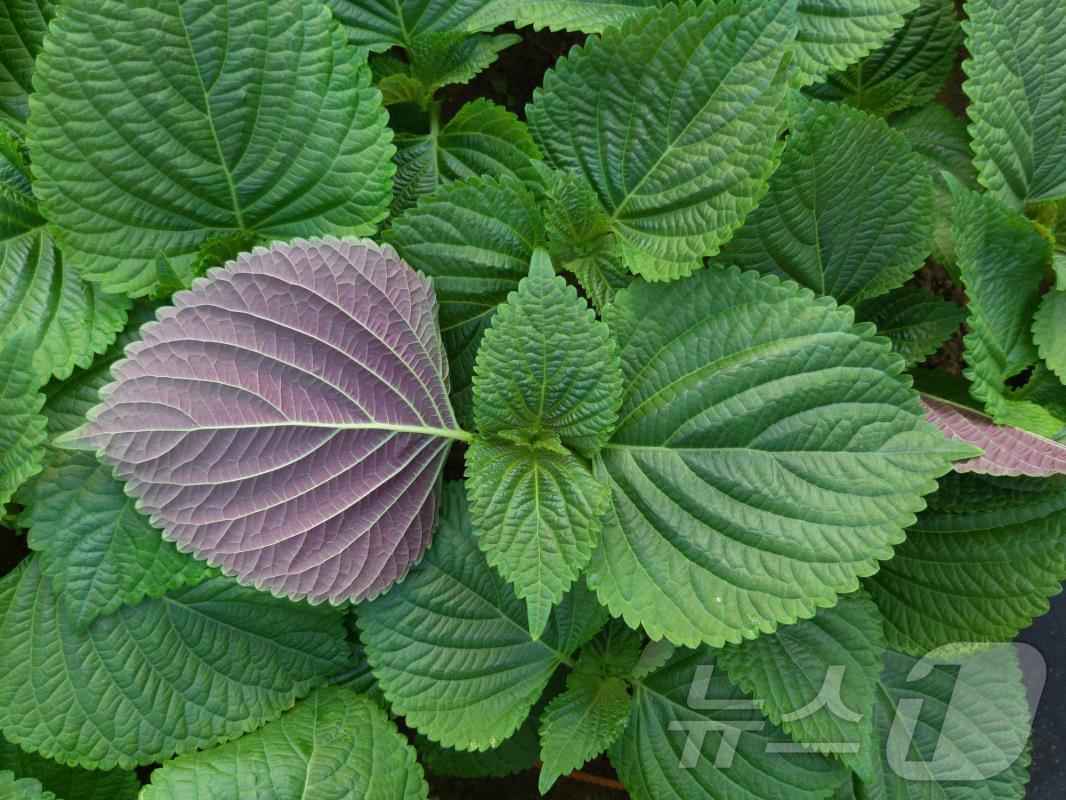 본문 이미지 - 잎들깨 품종 '새봄' (농진청 제공) 