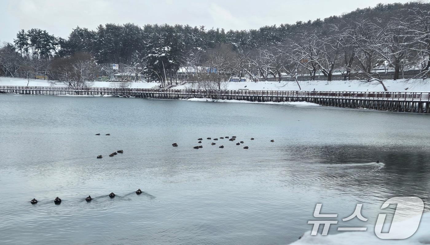 본문 이미지 - 전북지역에 대설주의보가 발효된 9일 전북자치도 군산시 은파호수공원에 눈이 쌓여 있다. 2025.1.9/뉴스1 ⓒ News1 강교현 기자