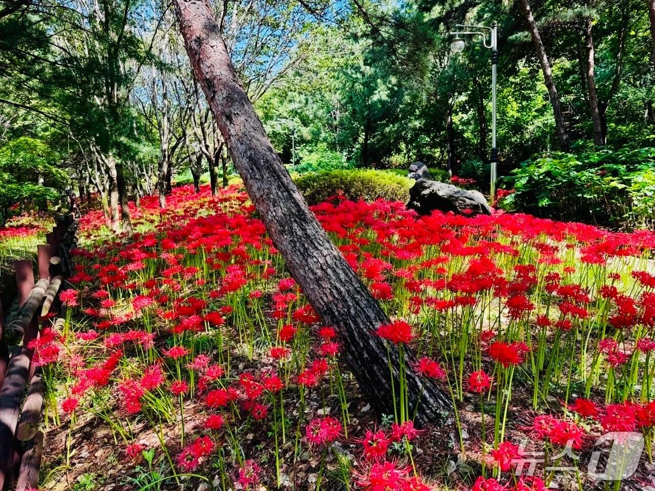 본문 이미지 - 동구 가오근린공원.  (대전시 제공. 재판매 및 DB금지) 2025.10.1/뉴스1
