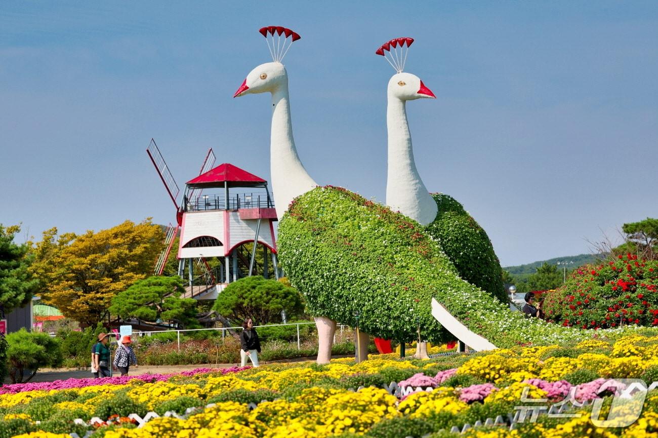 본문 이미지 - 남면 네이처월드 가을꽃박람회장 모습(태안군 제공. 재판매 및 DB금지)2025.10.1/뉴스1