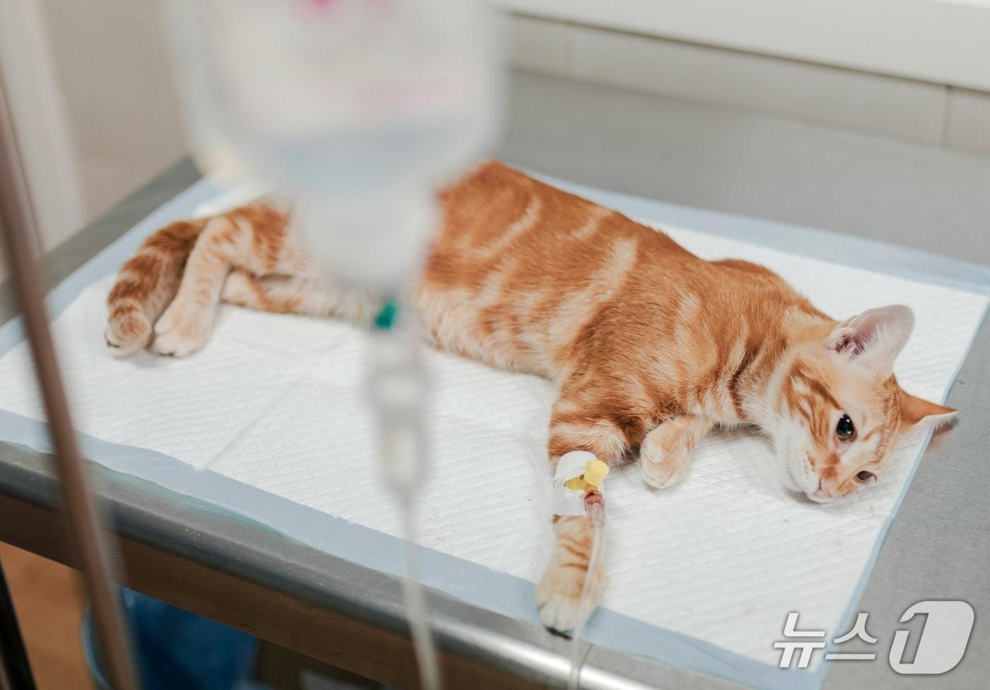 병원에서 치료 받는 고양이&#40;사진 클립아트&#41; ⓒ 뉴스1