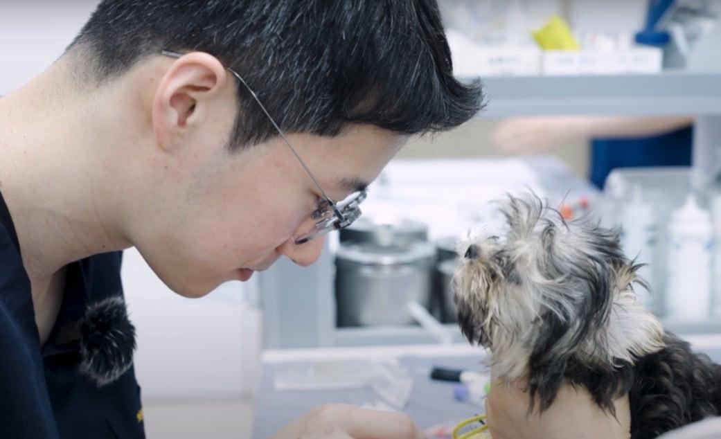 본문 이미지 - 김규창 SD동물의료센터 원장이 동맥관개존증으로 진단한 4개월 강아지의 수술을 준비하는 모습&#40;병원 제공&#41; ⓒ 뉴스1