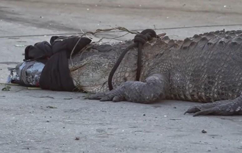본문 이미지 - 미국 조지아주 중부 도시인 메이컨의 한 맥도널드 매장 밖에 나타난 악어. (사진=WMAZ 보도 갈무리)