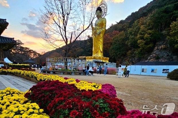 본문 이미지 - 지난해 속리산 법주사 &#39;가을 국화 향연&#39; &#40;법주사 제공. 재판매 및 DB금지&#41; /뉴스1 