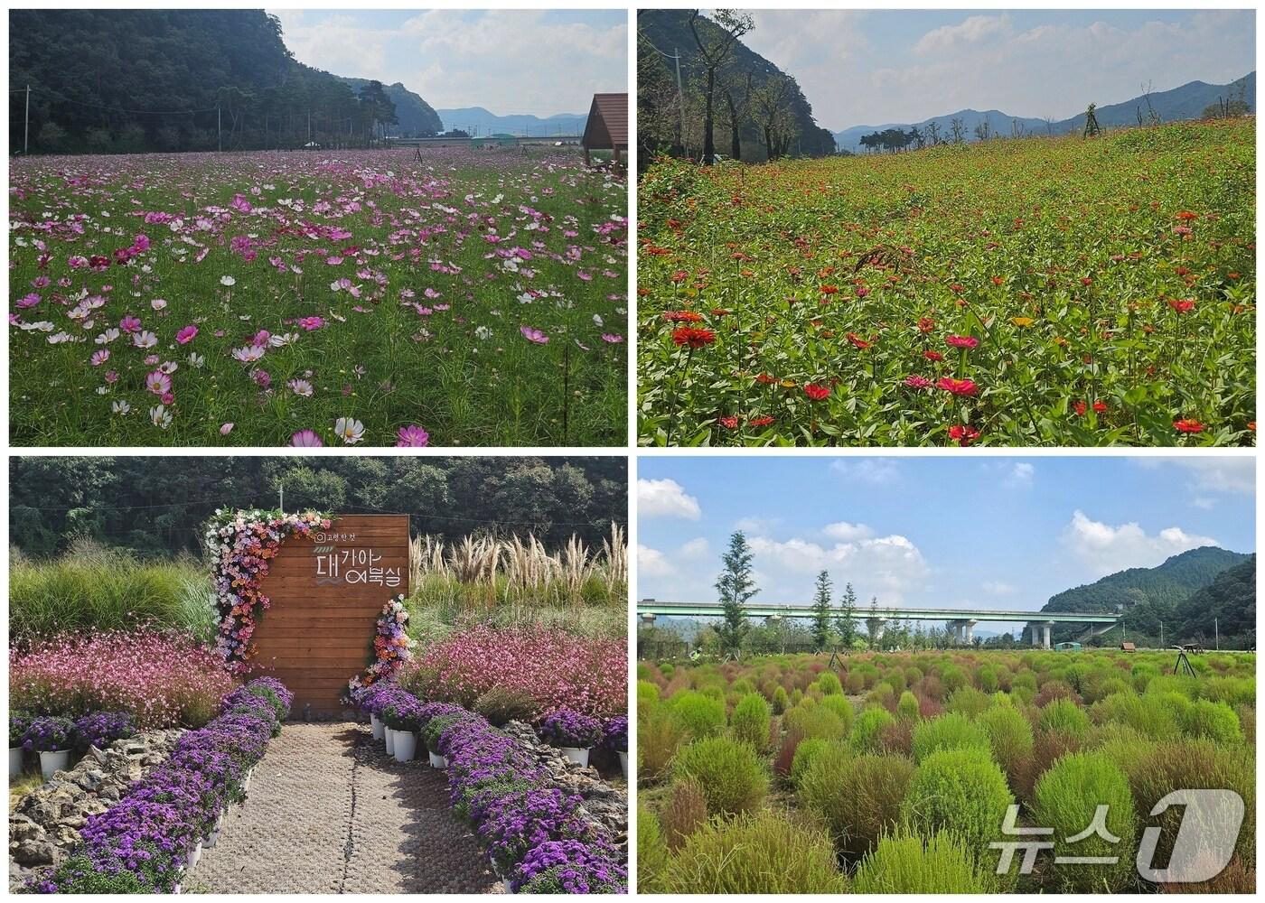 본문 이미지 - 고령 대가야 어북실 꽃밭 모습(고령군 제공. 재판매 및 DB금지)/뉴스1
