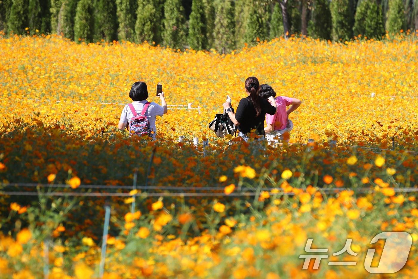 1일 대구 달서구 테마파크 이월드를 찾은 시민들이 코스모스로 곱게 물든 포시즌 가든을 산책하며 가을 정취를 즐기고 있다. 2025.10.1/뉴스1 ⓒ News1 공정식 기자