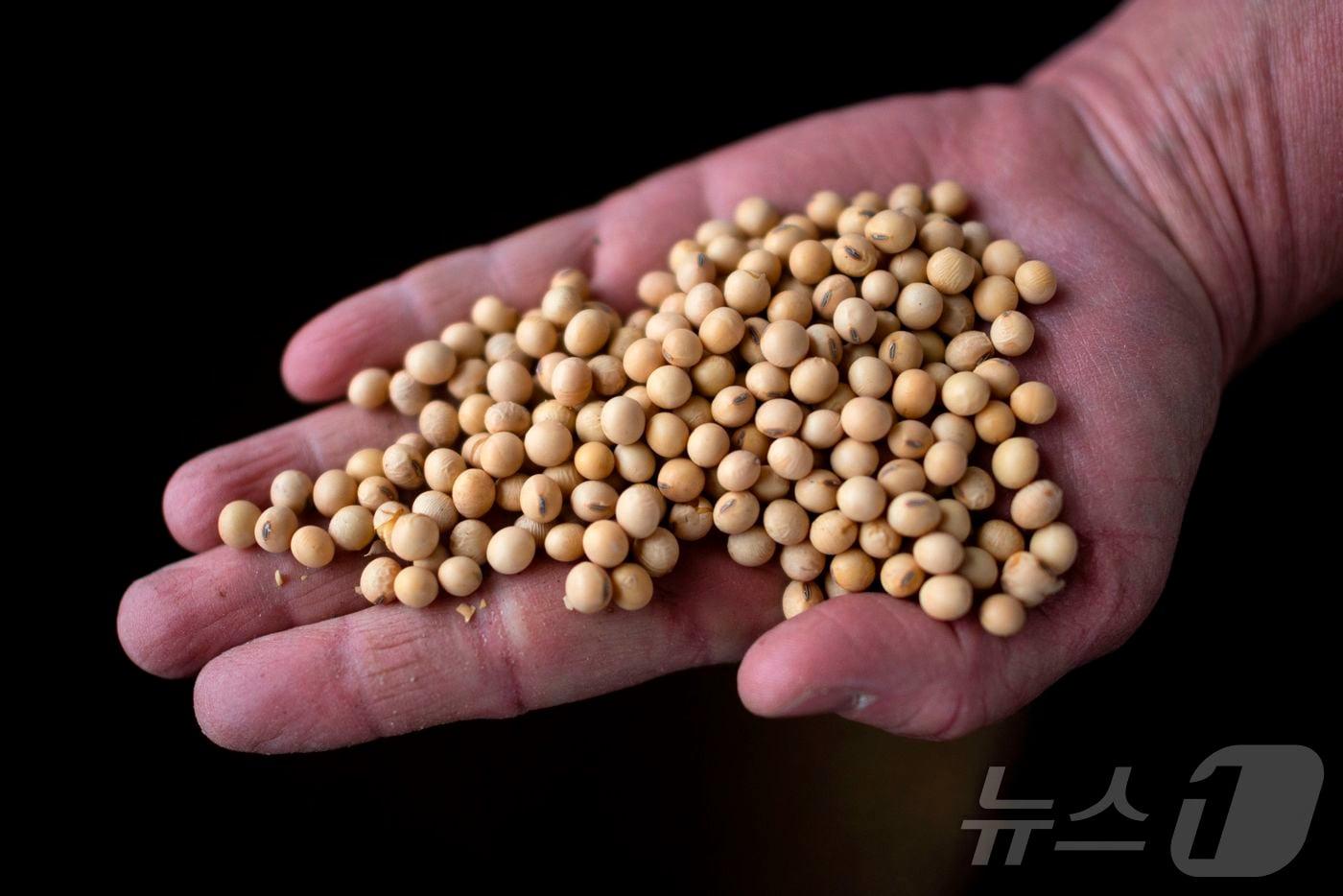 미국 네브래스카산 대두, 2019.05.05. ⓒ AFP=뉴스1