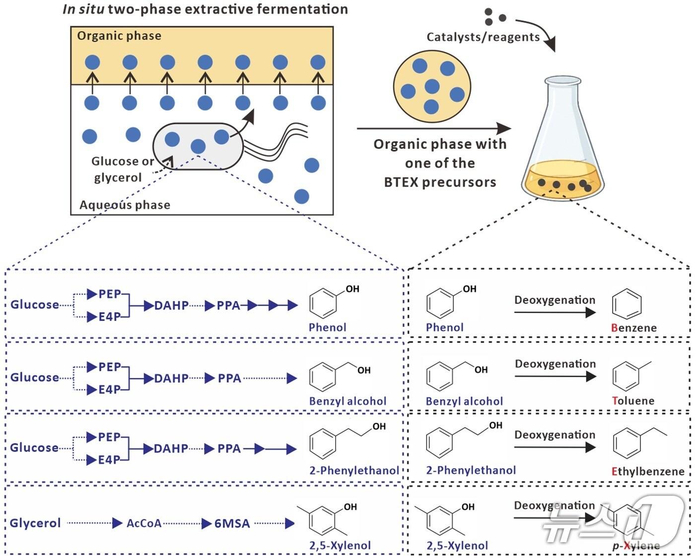 본문 이미지 - 미생물 공정과 화학적 공정을 결합한 포도당과 글리세롤로부터의 BTEX 생산 공정 요약도(KAIST 제공) /뉴스1