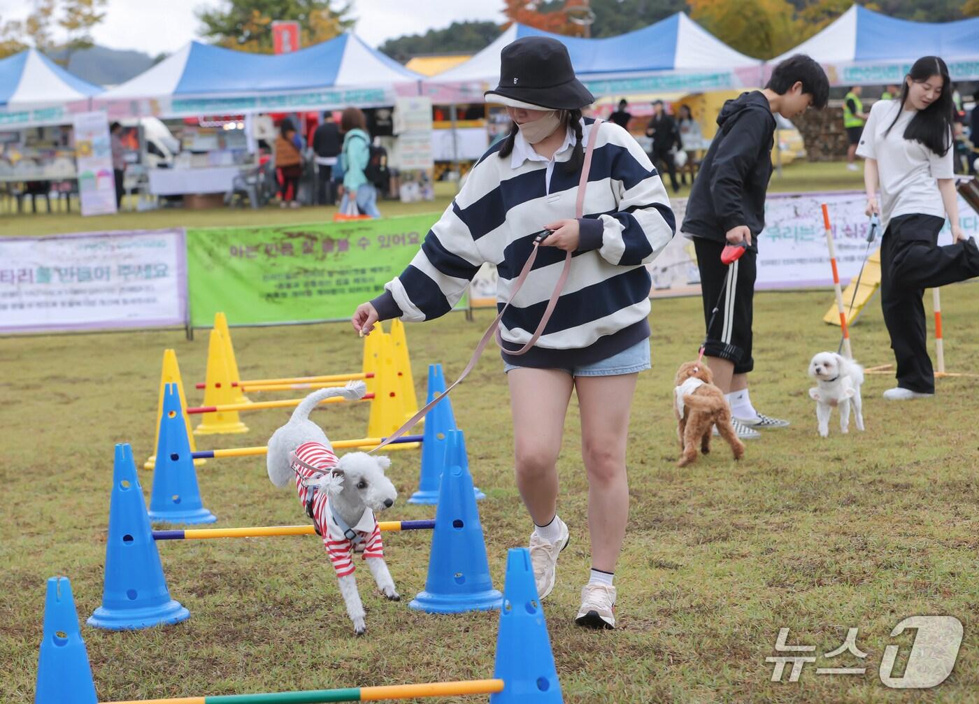 본문 이미지 - 2024년 충주 댕냥이 운동회 모습.&#40;충주시 제공. 재판매 및 DB금지&#41;/뉴스1