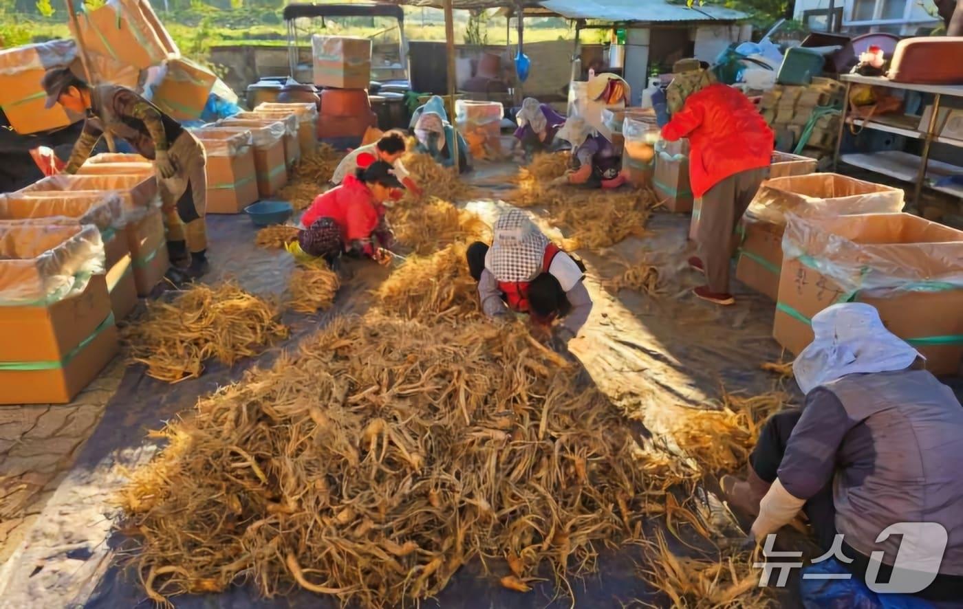 충북 증평군이 추진 중인 &#39;증평형 농촌 일손 더하기&#39; 사업 현장 모습.&#40;증평군 제공&#41;/뉴스1