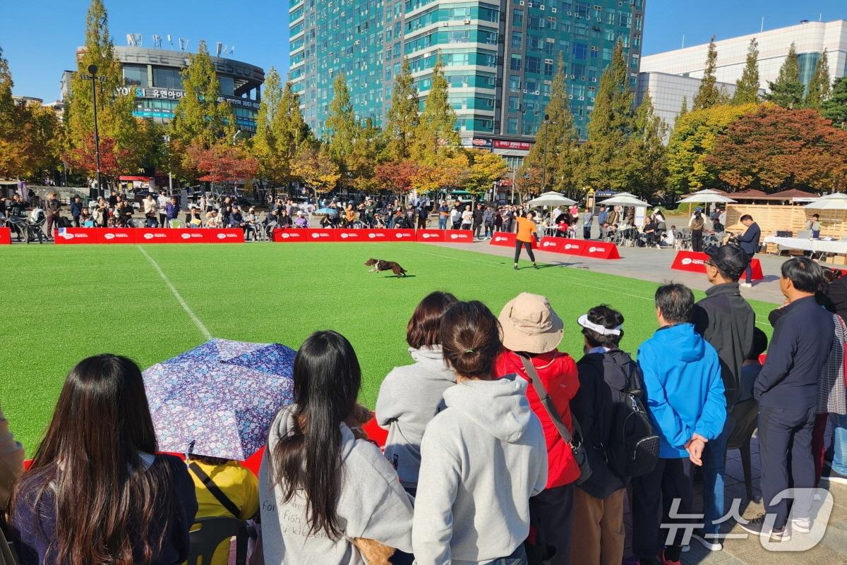 본문 이미지 - 지난해 고양시 일산문화광장서 열린 &#39;동물교감치유문화제&#39; &#40;고양시 제공, 재판매 및 DB금지&#41;