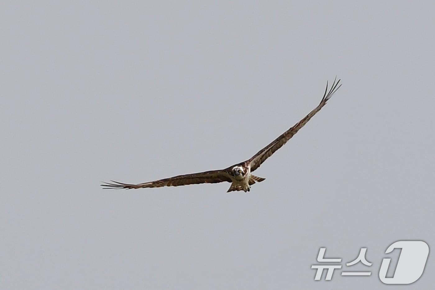 10일 경북 포항시 남구 연일읍 형산강 상공에서 환경부 멸종위기 야생생물 II급 물수리가 물고기 사냥을 준비하고 있다. ⓒ News1 최창호 기자