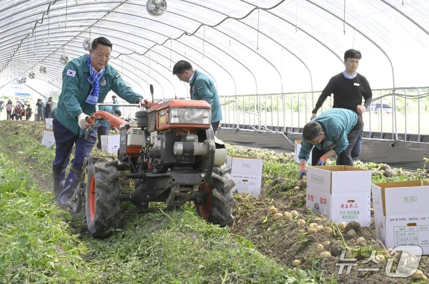 최영일 전북 순창군수가 관내 한 농가에서 감자 수확 작업을 돕고 있다.&#40;순창군 제공. 재판매 및 DB금지&#41;/뉴스1 