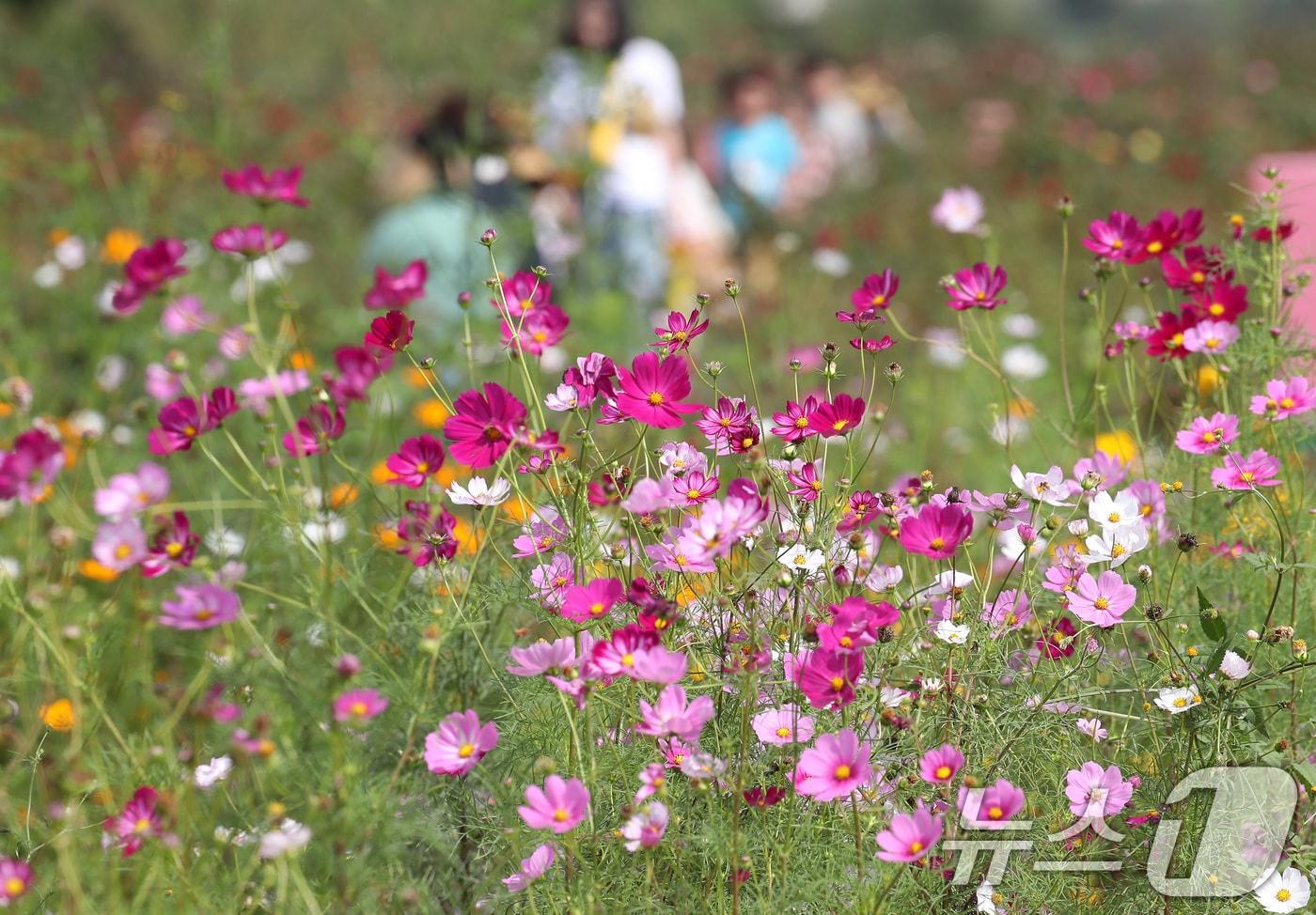 10일 오후 경북 경산시 하양읍 대부잠수교 옆 하양경관농업단지를 찾은 시민들이 활짝 핀 코스모스를 따라 산책하며 가을 정취를 만끽하고 있다. 2025.10.10/뉴스1 ⓒ News1 공정식 기자
