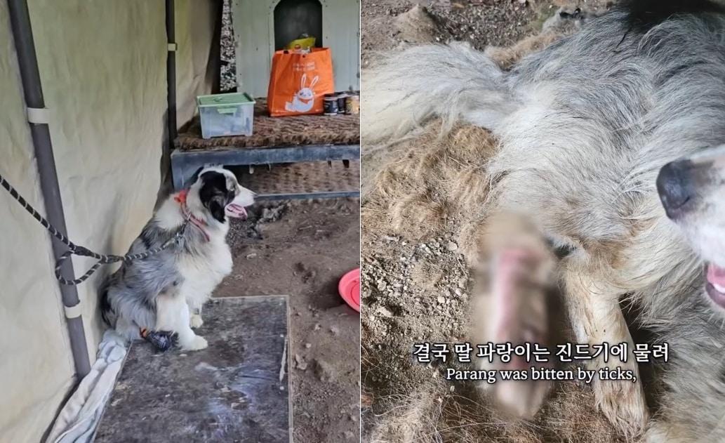 본문 이미지 - 2023년 불법 번식장에서 발견된 보더콜리 파랑이는 입양을 갔지만 제대로 돌봄을 받지 못해 다리를 쓰지 못하는 상태까지 이르렀다&#40;인스타그램 adoptme_korea&#41;. ⓒ 뉴스1