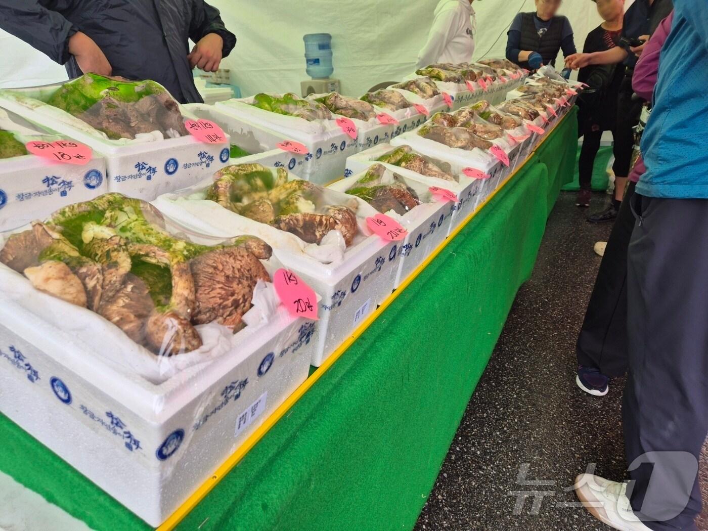 본문 이미지 - 10일 강원 양양군 남대천 일대에서 개막한 양양송이축제장에서 방문객들이 부스에 진열된송이를 고르고 있다. 2025.10.10/뉴스1  ⓒ News1 윤왕근 기자