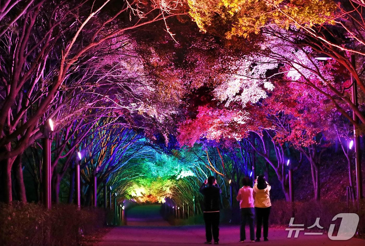 독립기념관 단풍나무숲길.&#40;톡립기념관 제공. 재판매 및 DB금지&#41;