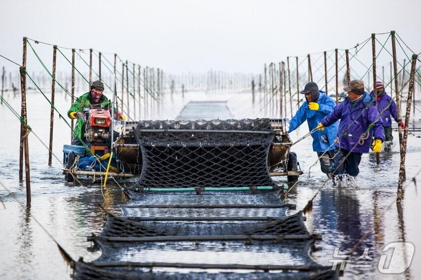 본문 이미지 - 고창 지주식 김 수확 모습. &#40;고창군 제공. 재판매 및 DB금지&#41;