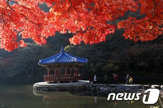 본문 이미지 - 내장산 우화정과 단풍./뉴스1