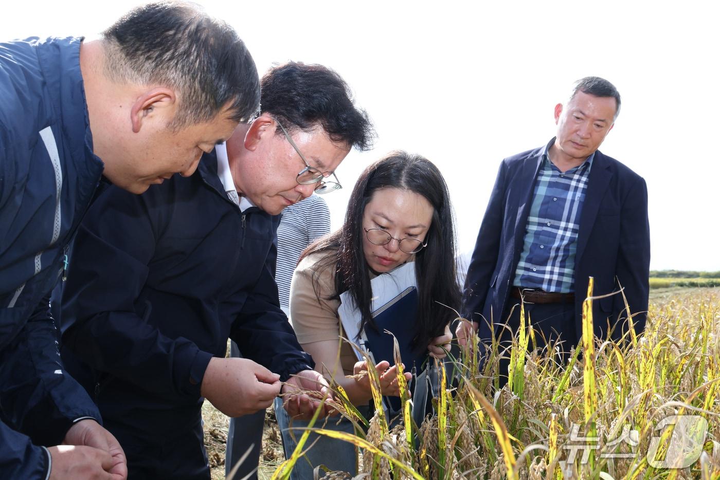이승돈 농촌진흥청장은 10일 오후 전북 김제시 부량면 일대 벼 재배지를 찾아 생육 및 병해충 발생 상황 등을 점검하고, 현장의 목소리를 들었다. &#40;농진청 제공&#41; /2025.10.10/