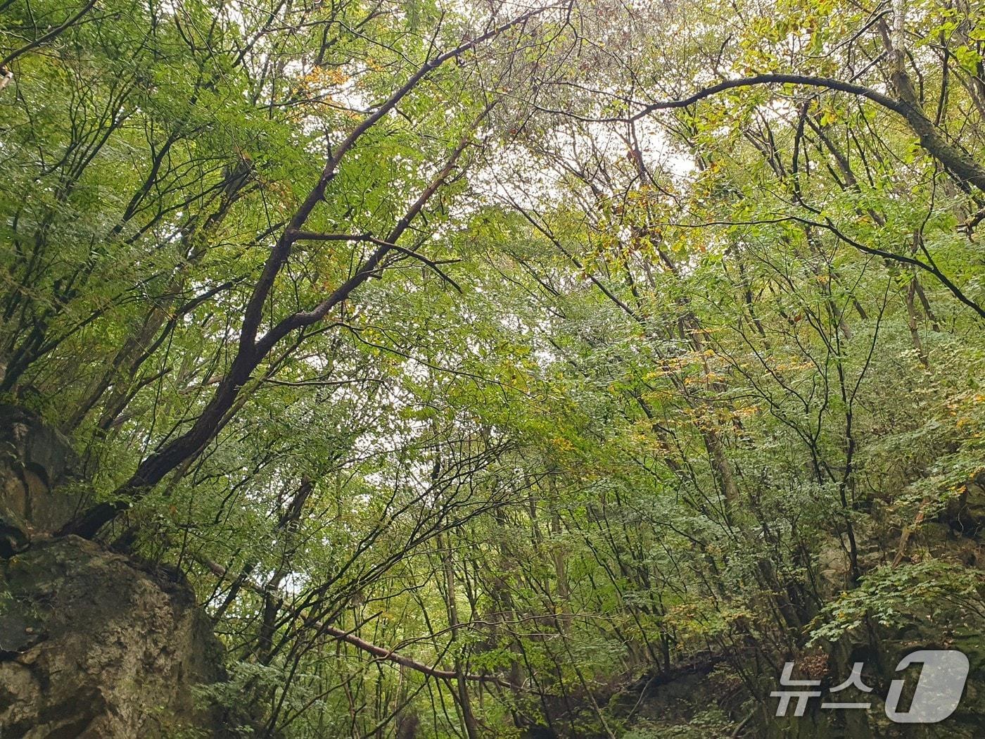 본문 이미지 - 10일 치악산 세렴폭포 일대에서 관측된 올 가을 첫 단풍.(기상청 제공, 재판매 및 DB 금지) 2025.10.10/뉴스1
