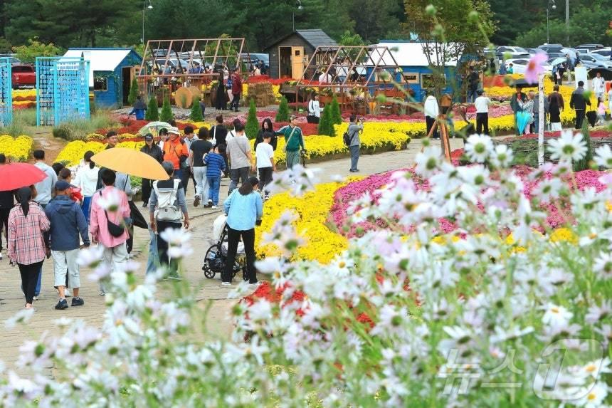 본문 이미지 - 7일 오후 강원 인제군 북면 용대리 일원에서 열린 &#39;2025 인제 가을꽃 축제&#39;를 찾은 관광객들이 가을꽃을 구경하며 즐거운 시간을 보내고 있다. 지난달 27일 개막한 축제는 ‘인제에서 꽃길만 걷자’를 주제로 오는 19일까지 이어진다.&#40;인제군 제공. 재판매 및 DB금지&#41; 2025.10.7/뉴스1 ⓒ News1 이종재 기자