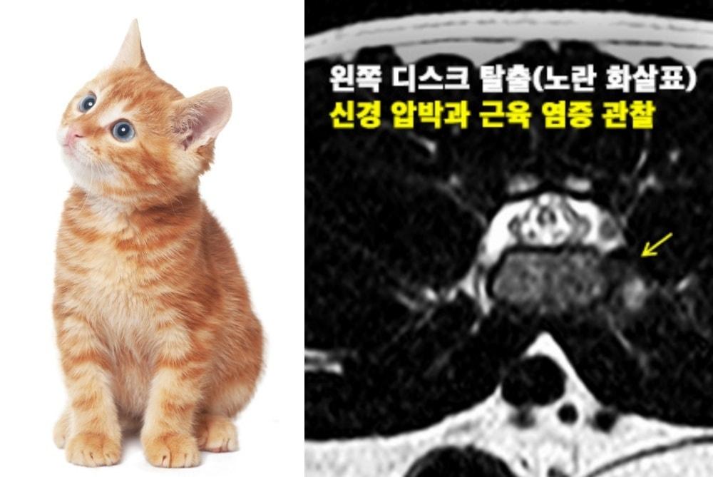 본문 이미지 - 고양이&#40;클립아트코리아. 기사와 무관함.&#41;와 MRI 촬영 사진&#40;웨스턴동물의료센터 제공&#41; ⓒ 뉴스1