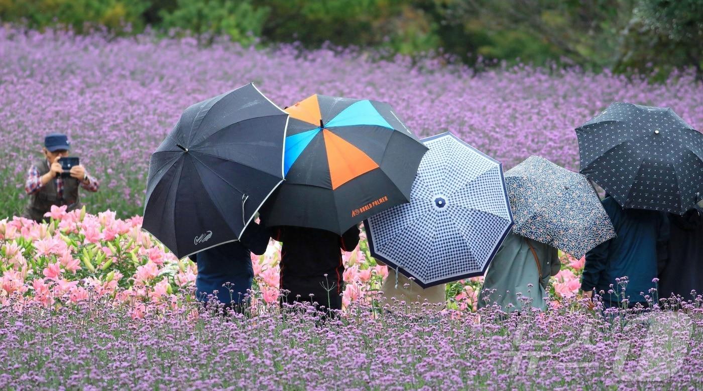 19일까지 강원 인제 북면 용대리 일원에서 열리는 가을꽃 축제장을 찾은 관광객들이 우산을 쓰고 가을 정취를 만끽하고 있다. &#40;인제군 제공. 재판매 및 DB 금지&#41; /뉴스1 ⓒ News1 한귀섭 기자