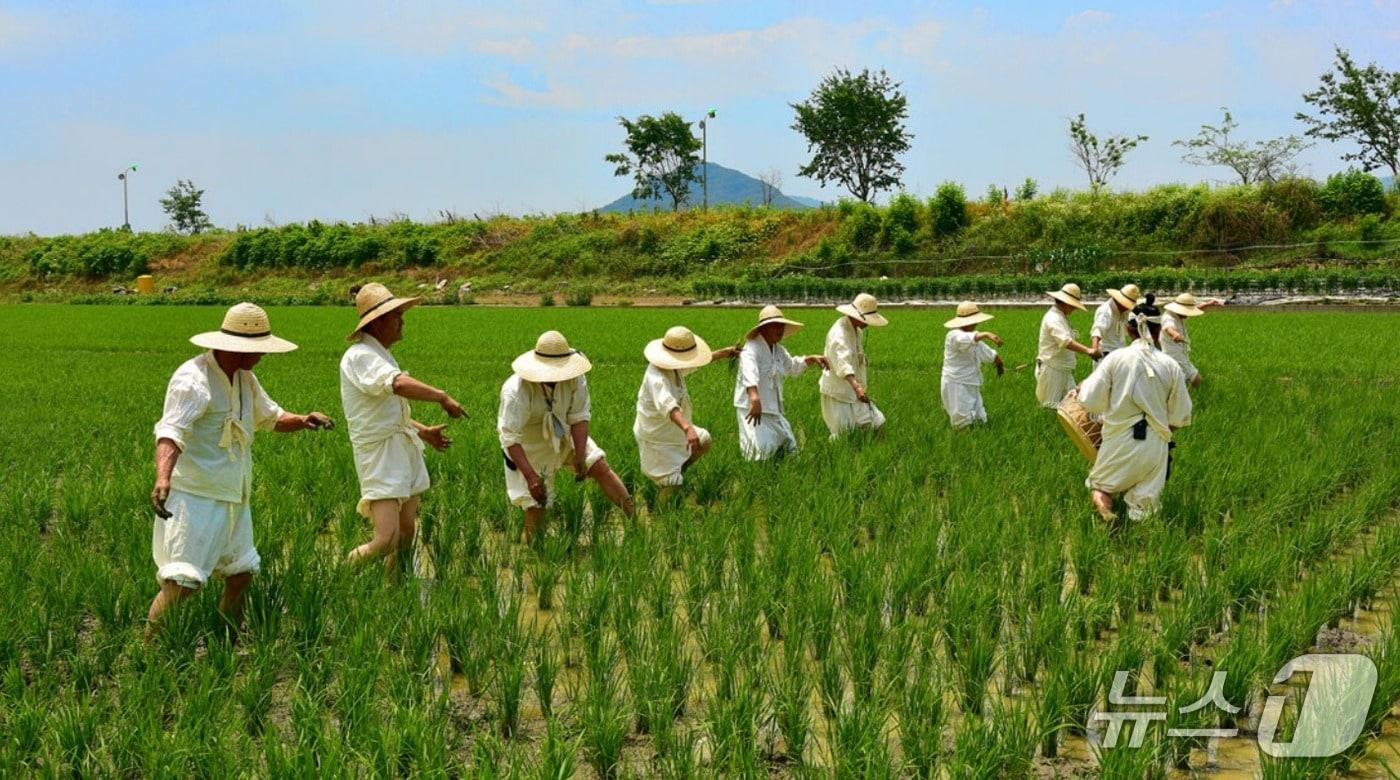 용인시 향토무형유산으로 지정된 &#39;백암농요&#39; 보존회 관계자들이 논을 매며 소리를 하고 있는 모습.&#40;용인시 제공&#41;
