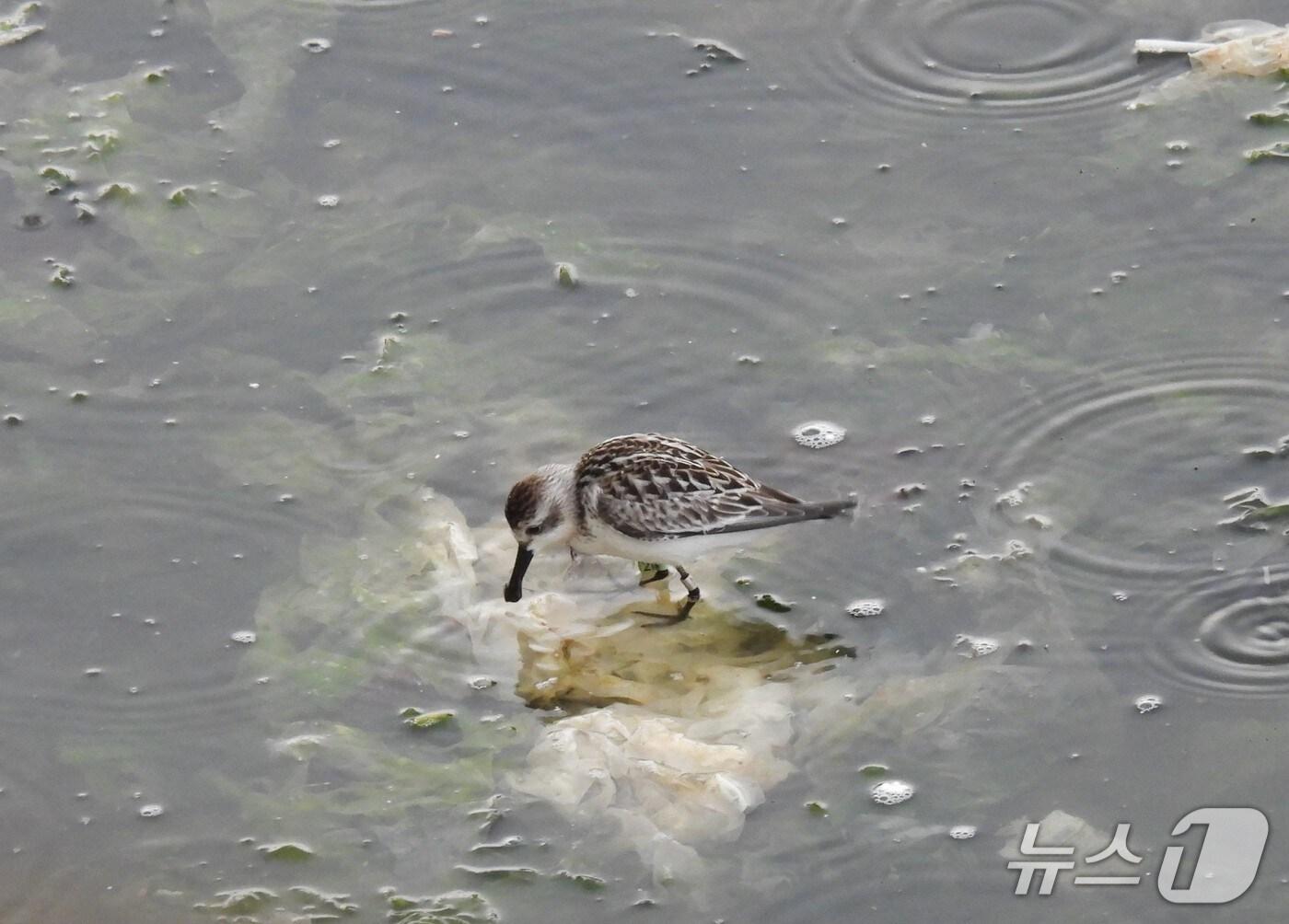 본문 이미지 - 자연환경해설사 이성남 씨가 지난 달 7일 촬영한 멸종위기야생생물 넓적부리도요의 모습.&#40;울산시 제공. 재판매 및 DB금지&#41;/뉴스1