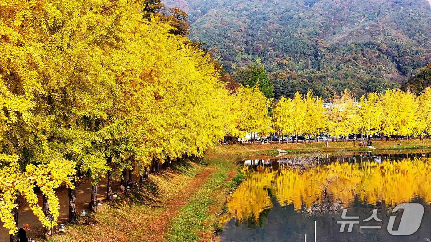 충북 괴산군 문광면 양고리 은행나무길 전경.&#40;괴산군 제공, 재판매 및 DB금지&#41;/뉴스1