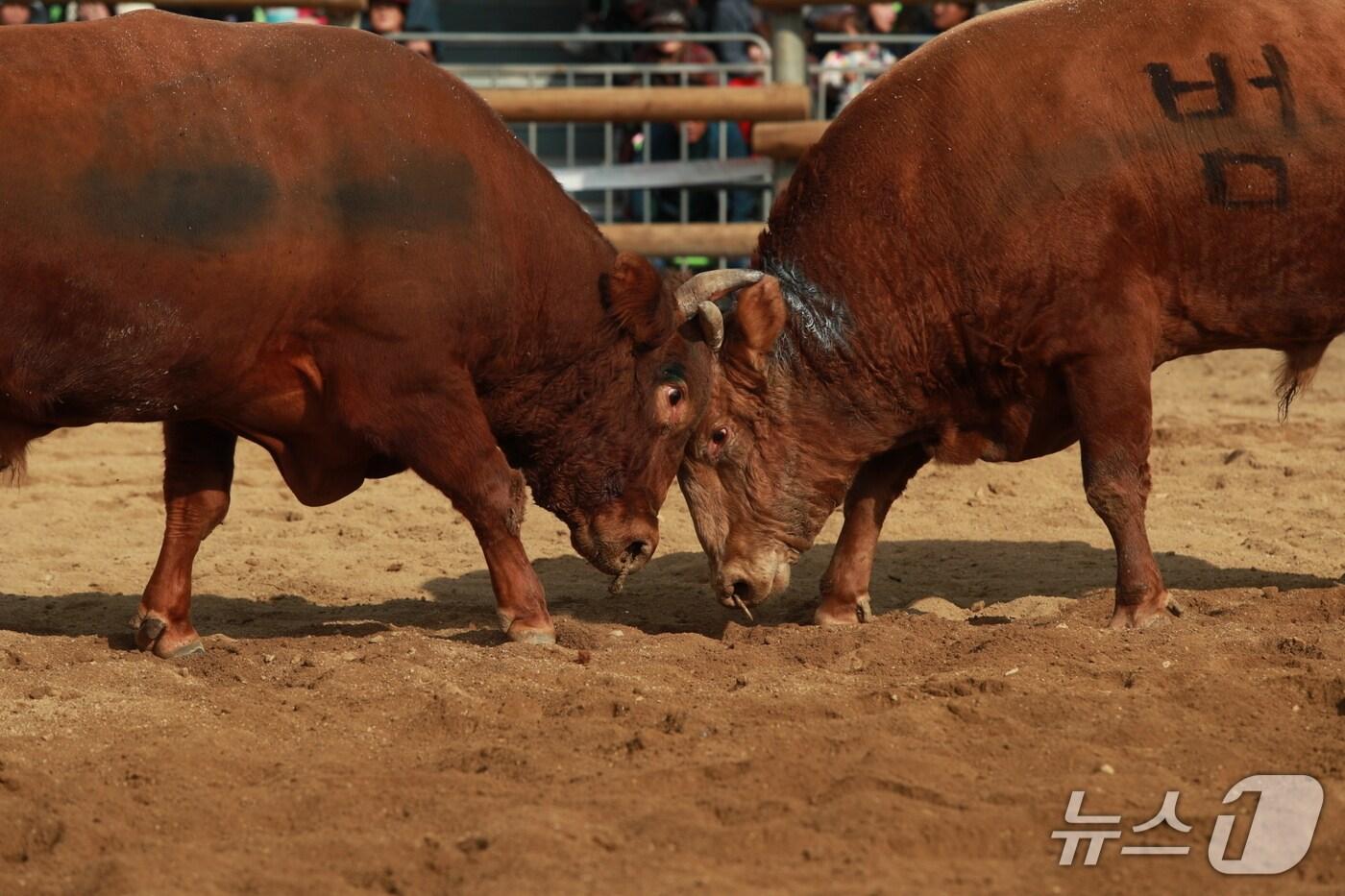 전국민속소힘겨루기대회 장면(보은군 제공. 재판매 및 DB금지) /뉴스1 