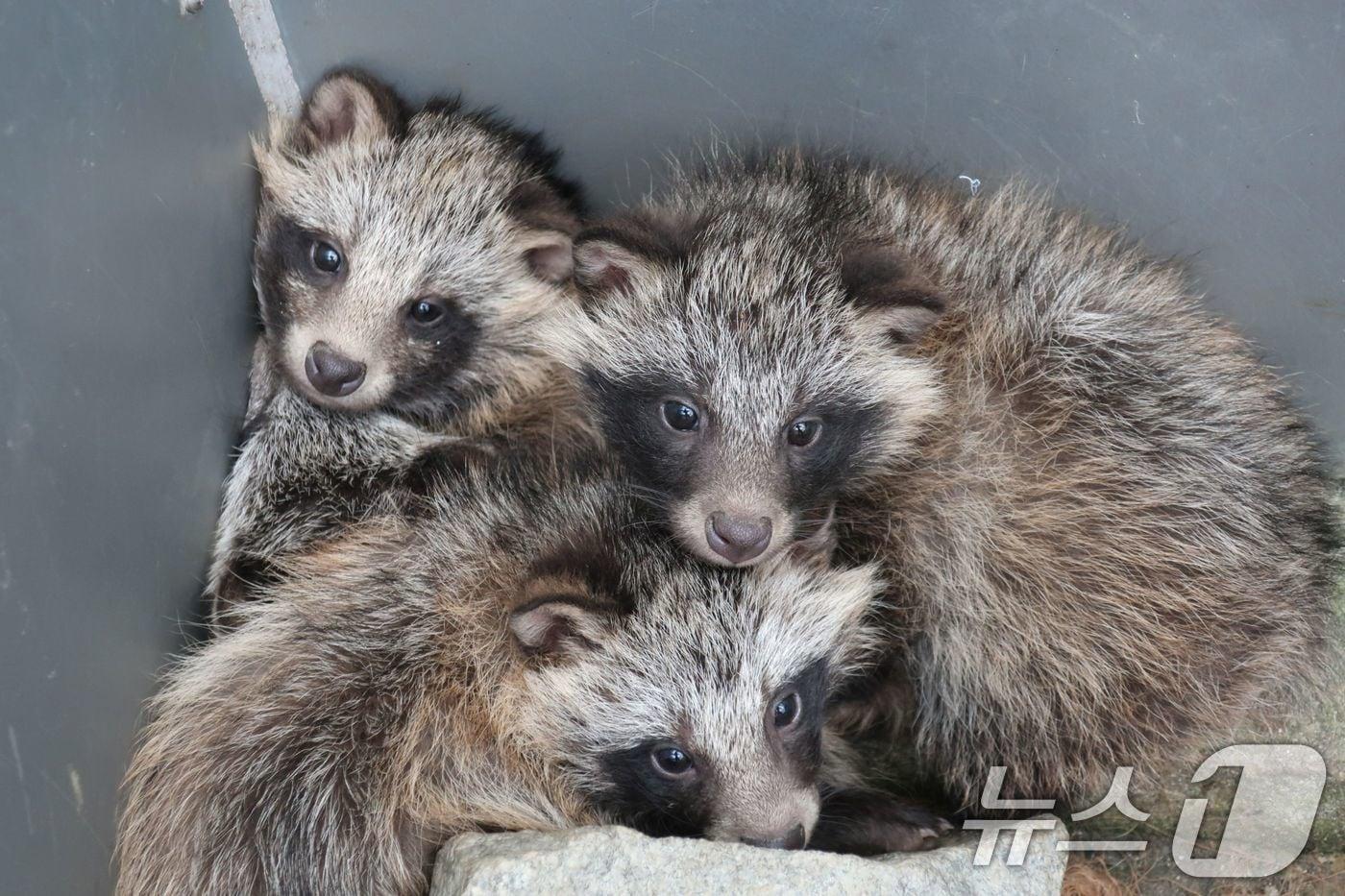 미아상태로 구조된 너구리 자료사진.(광주광역시 제공. 재판매 및 DB금지) 2025.10.13/뉴스1 ⓒ News1