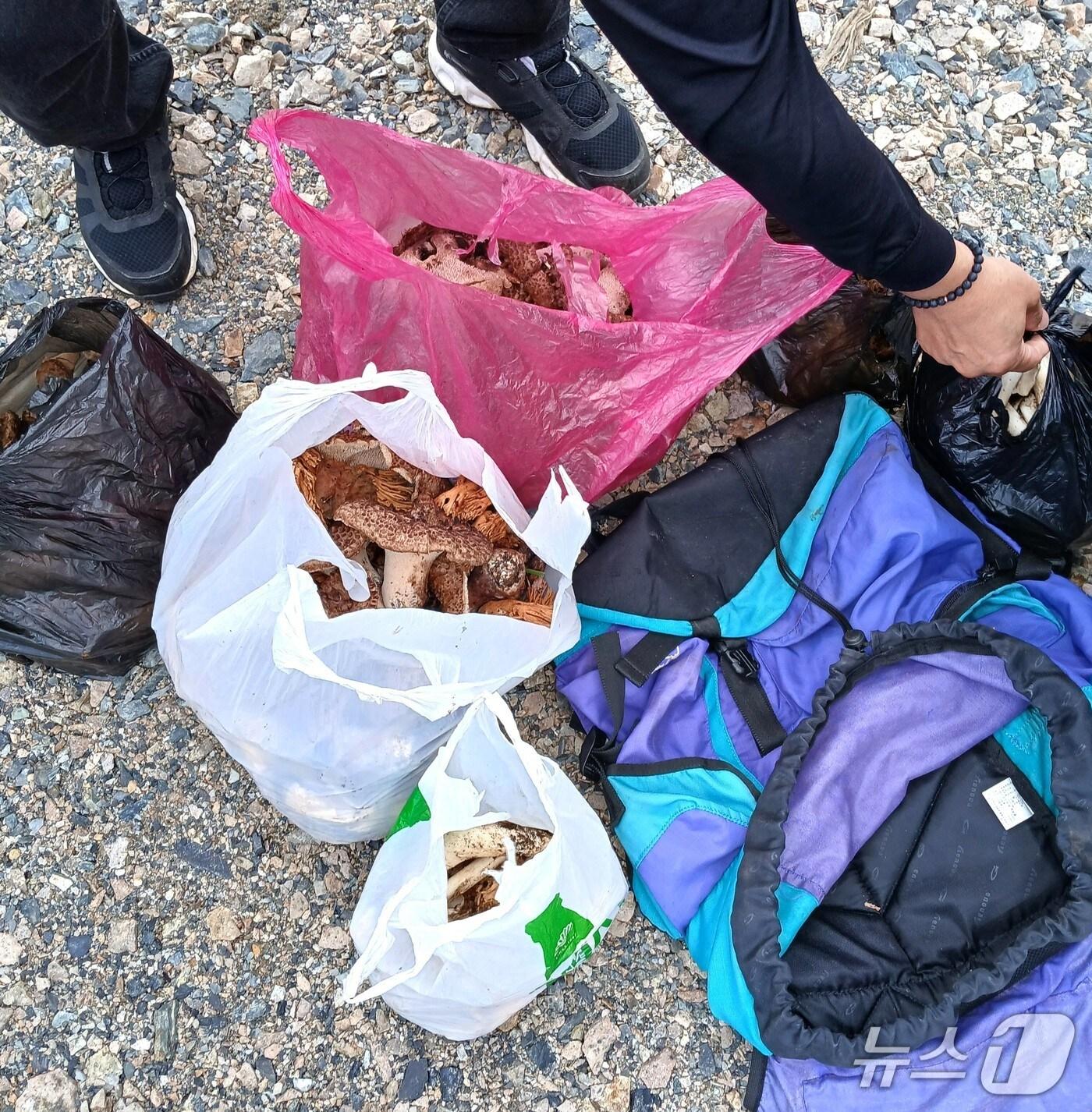 본문 이미지 - 영동군 단속반이 압수한 임산물 (영동군 제공. 재판매 및 DB금지) /뉴스1