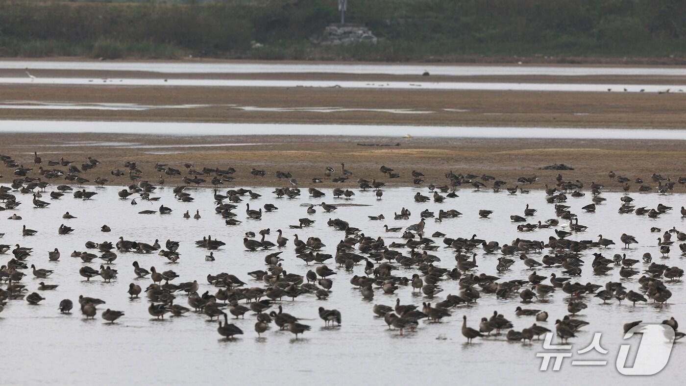 지난 12일 서산 천수만 일원에서 관찰된 겨울 철새 모습(서산시 제공. 재판매 및 DB금지)2025.10.13/뉴스1