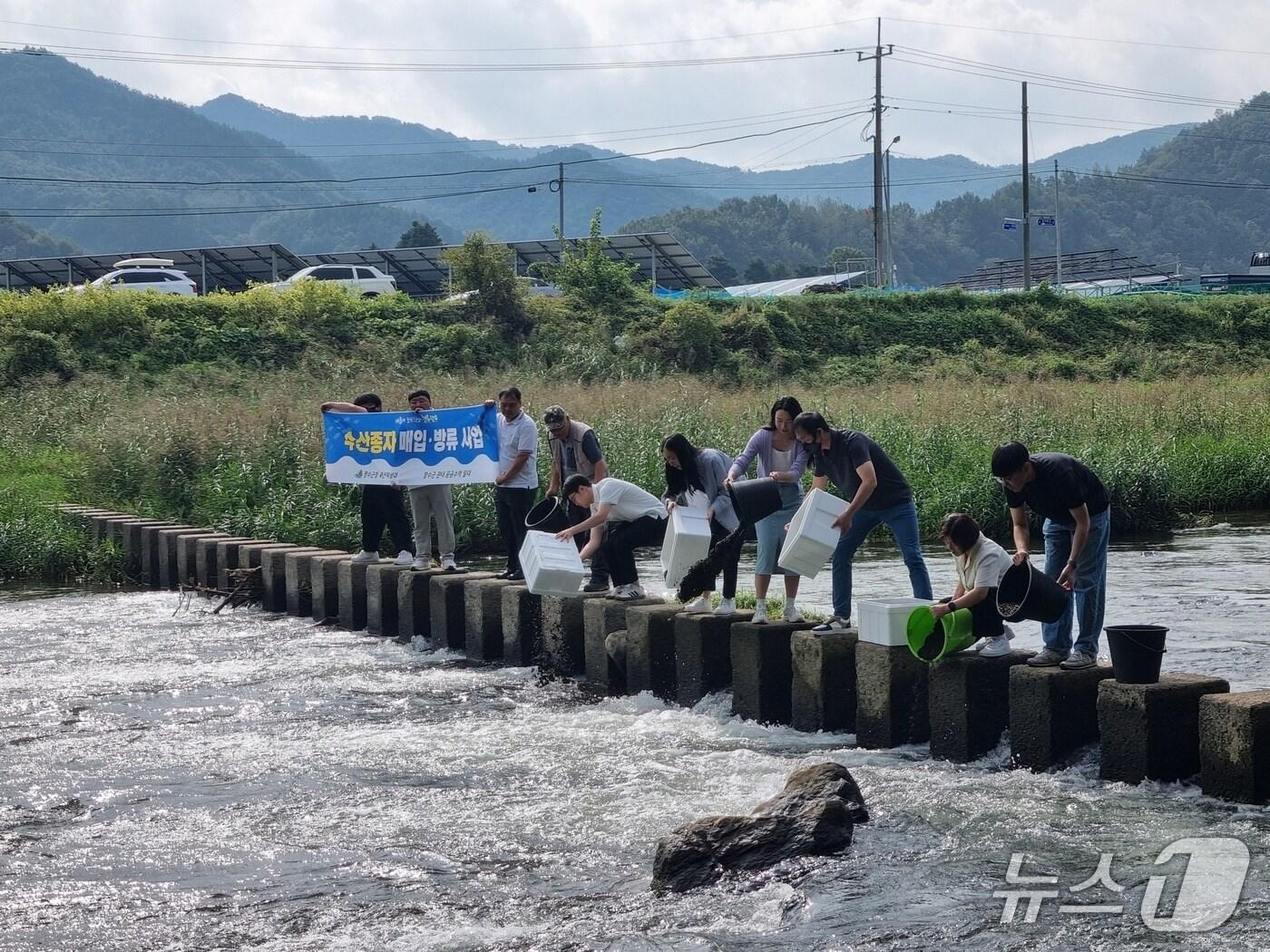 본문 이미지 - 장수군은 장계면·천천면 하천에 어린 다슬기 80만 패를 방류했다고 13일 밝혔다.&#40;장수군 제공. 재판매 및 DB금지&#41;2025.10.13/뉴스1