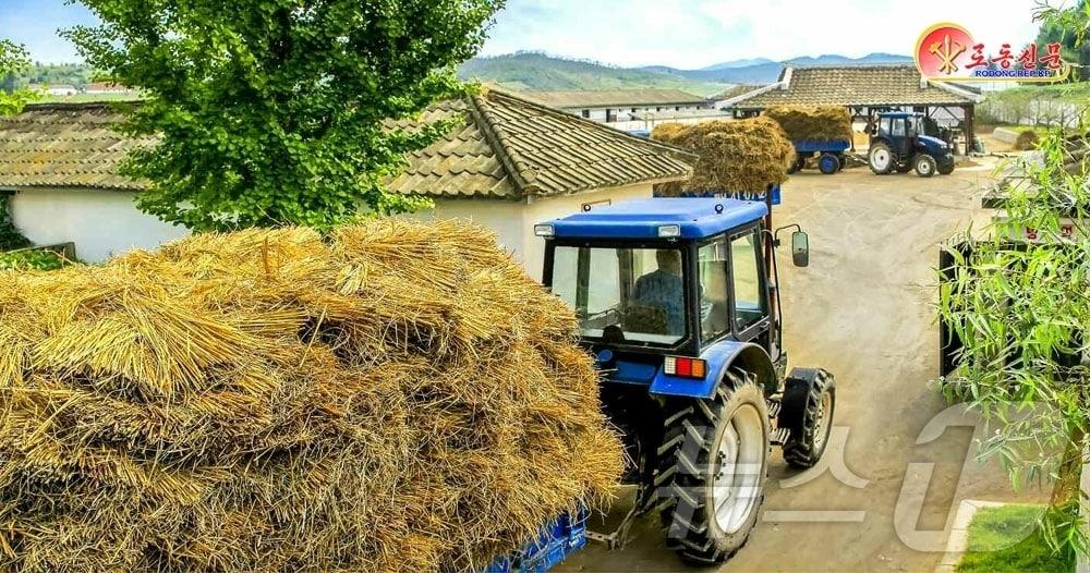 본문 이미지 - &#40;평양 노동신문=뉴스1&#41; = 북한 노동당 기관지 노동신문은 14일 농업 근로자들에게 &#34;모든 힘을 총집중해 가을철 영농사업을 와닥닥 해제끼자&#34;라고 당부했다. [국내에서만 사용가능. 재배포 금지. DB 금지. For Use Only in the Republic of Korea. Redistribution Prohibited] rodongphoto@news1.kr