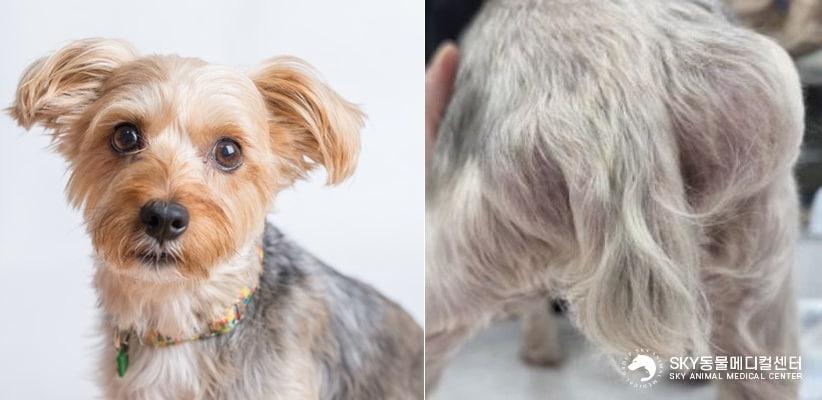 본문 이미지 - 회음부 탈장은 항문 옆에 생긴 혹처럼 보여 단순 피하종양이나 부종으로 오해하기 쉽다&#40;왼쪽 클립아트코리아, 스카이동물메디컬센터 제공&#41;. ⓒ 뉴스1