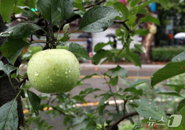 본문 이미지 - 자료사진/뉴스1