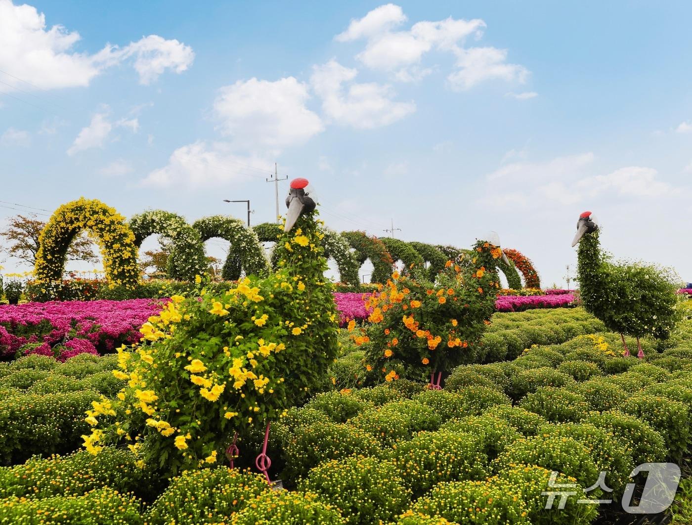 본문 이미지 - 경기 연천군 전곡리유적에 조성된 국화 정원. (연천군 제공, 재판매 및 DB금지)