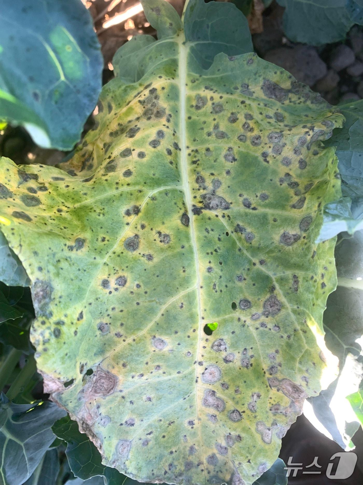 본문 이미지 - 검은무늬병(제주도 농업기술원 제공.재판매 및 DB금지)/뉴스1
