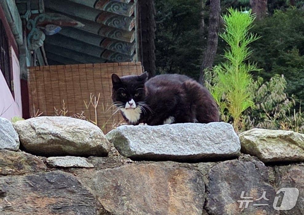 본문 이미지 - 길고양이 ⓒ 뉴스1 최서윤 기자
