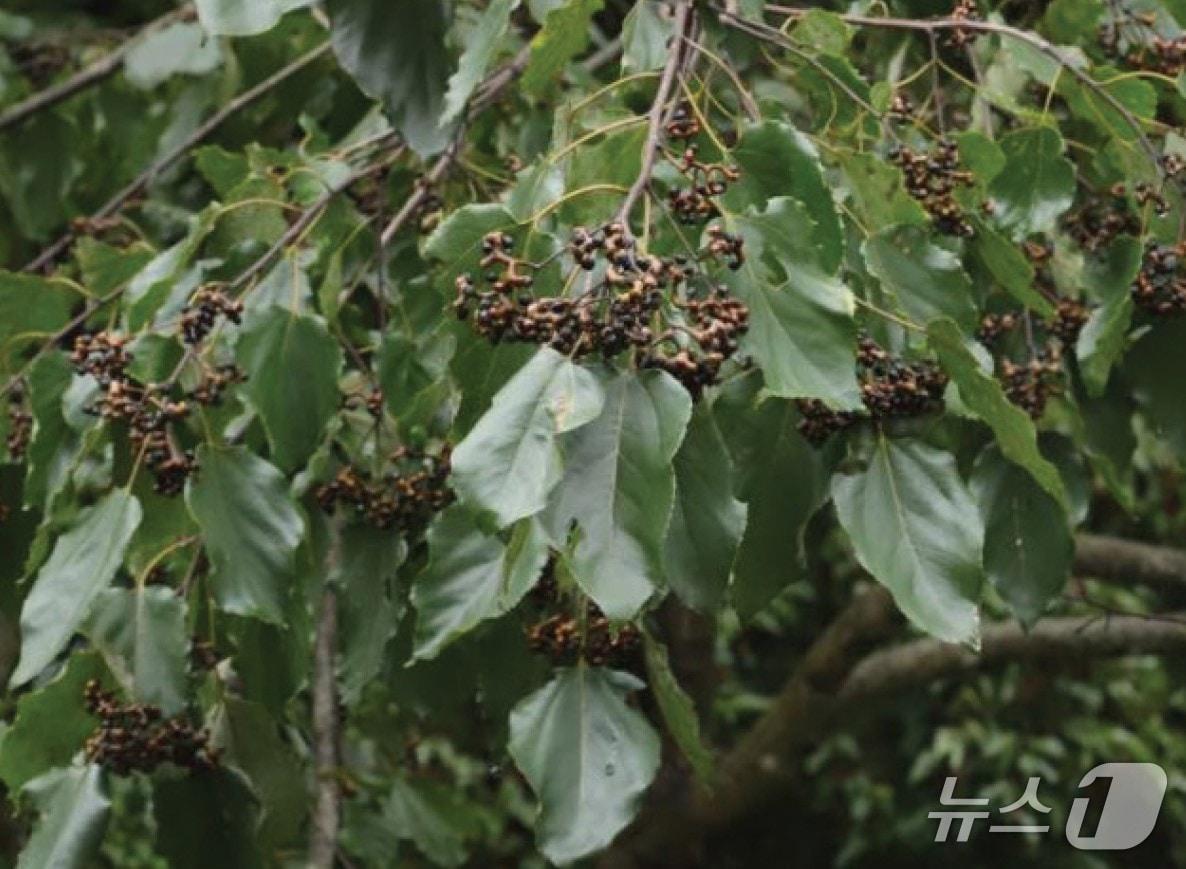 본문 이미지 - 헛개나무 (산림청 국립산림과학원 제공.재판매 및 DB금지)/뉴스1