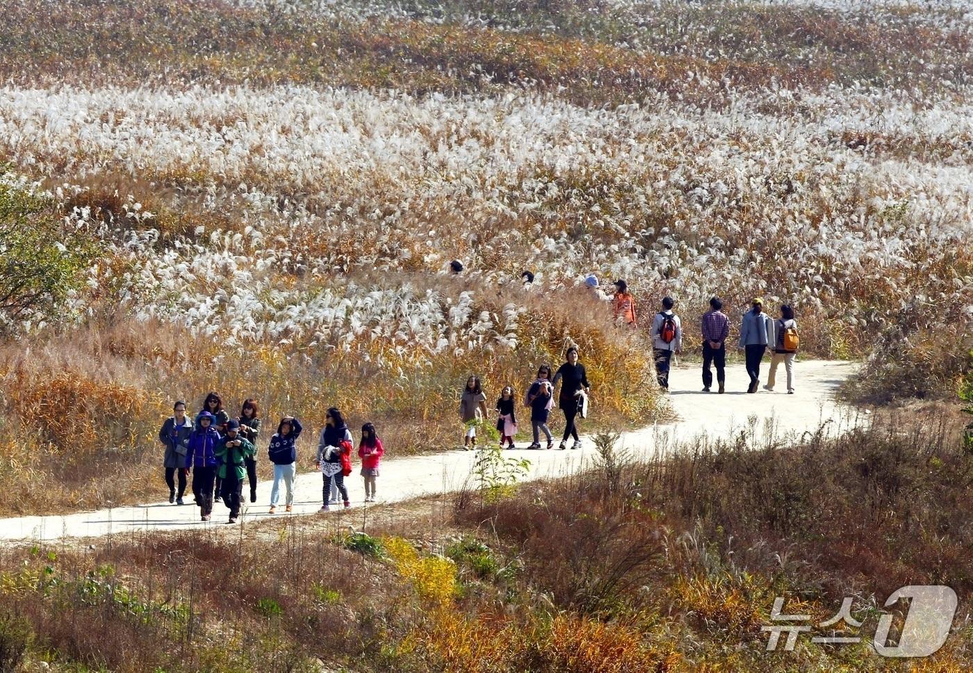  충주 앙성면 비내섬 억새길.&#40;충주시 제공. 재판매 및 DB금지&#41;/뉴스1