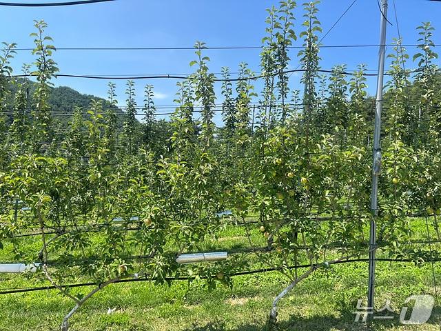 본문 이미지 - 산청군의 다축수형 과원 조성 농장&#40;산청군 제공. 재판매 및 DB금지&#41;.
