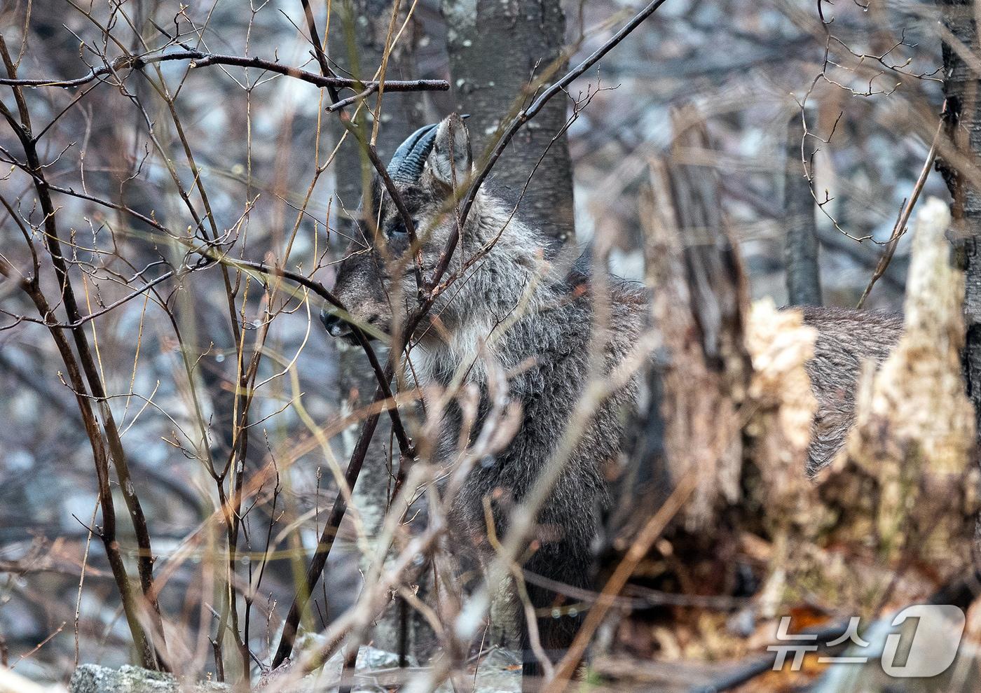사진전 &#39;야생의 증언&#39;