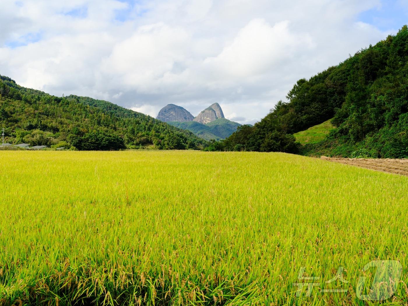 본문 이미지 - 전북 진안군에 소재한 마이산이 황금빛으로 익어가는 벼와 어우러져 아름다움을 자랑하고 있다.&#40;진안군제공. 재판매 및 DB금지&#41;2025.10.15/뉴스1 ⓒ News1 김동규 기자