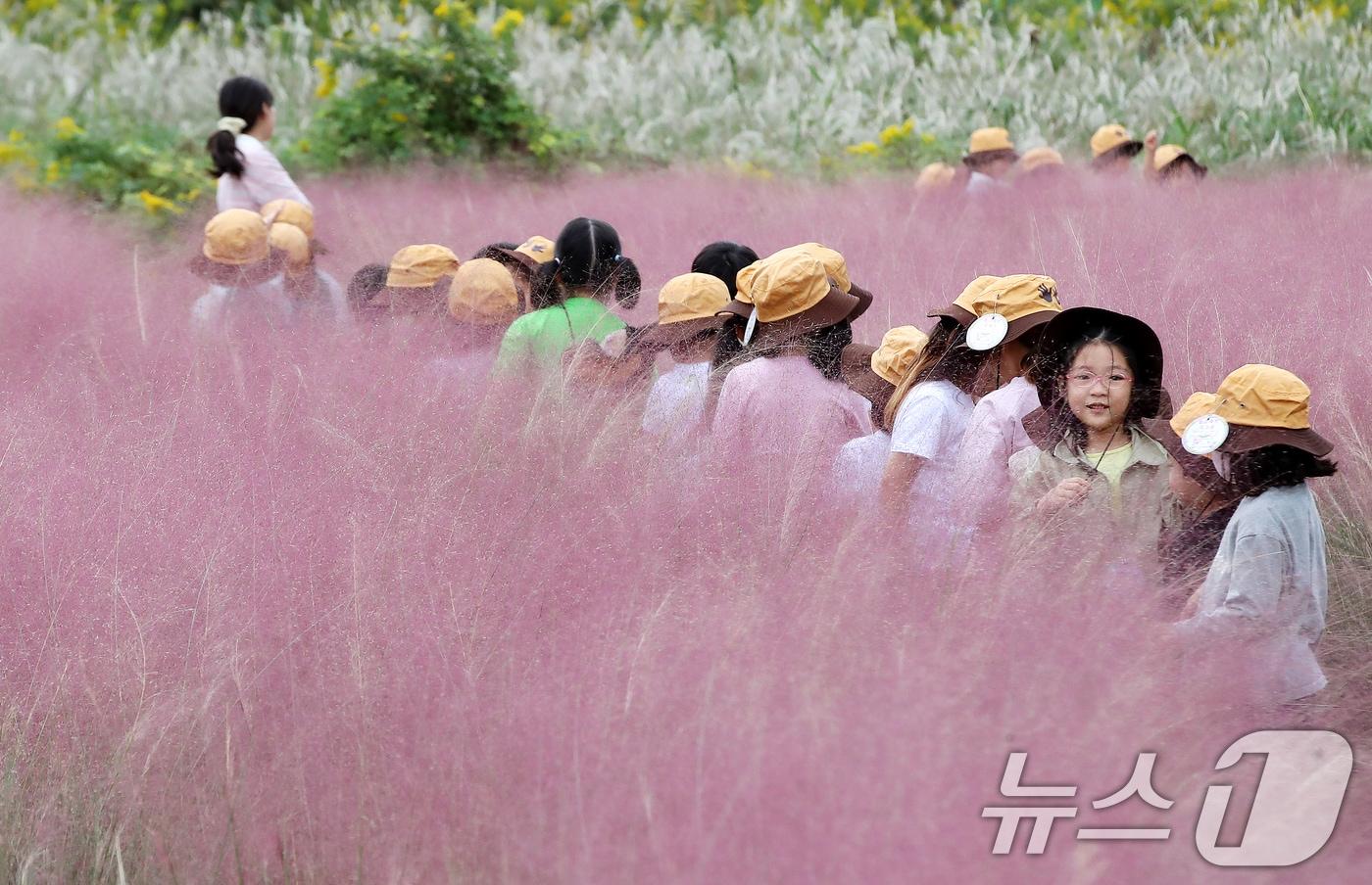 본문 이미지 - 가을 날씨를 보인 15일 오후 부산 강서구 대저생태공원을 찾은 어린이들이 활짝 핀 핑크뮬리를 감상하고 있다. 2025.10.15/뉴스1 ⓒ News1 윤일지 기자