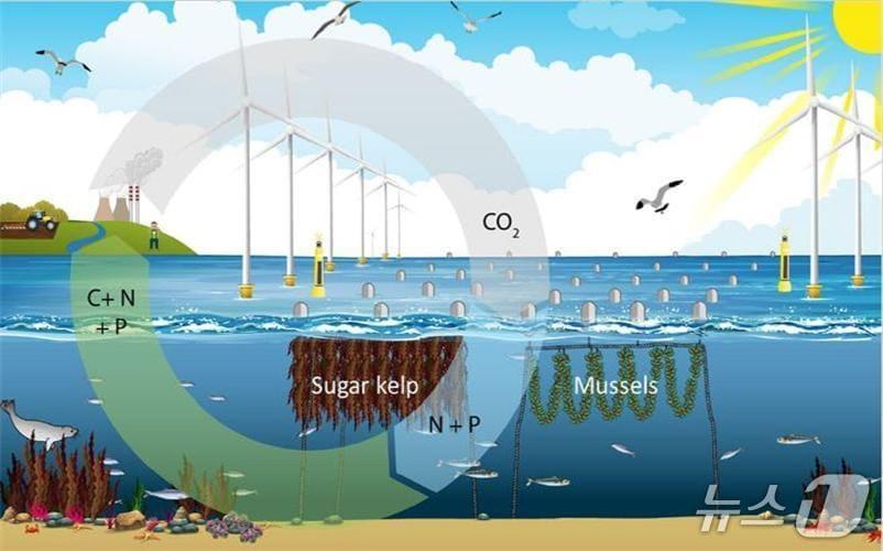 본문 이미지 - 수산양식과 해상풍력단지를 결합한 다목적 활용 개념도 &#40;출처:Maar et al., 2023&#41;